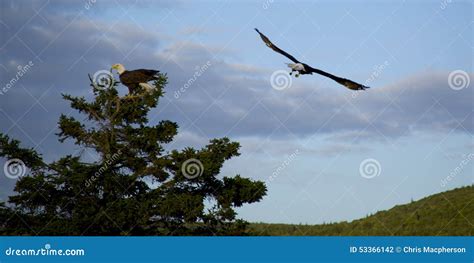 Nesting Eagles stock photo. Image of nova, bald, predator - 53366142