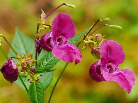 fragility, flower, softness, wild flower, focus, inflorescence, petal ...