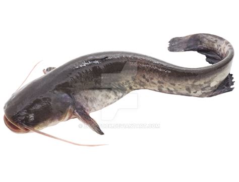 catfish png 20 free Cliparts | Download images on Clipground 2024