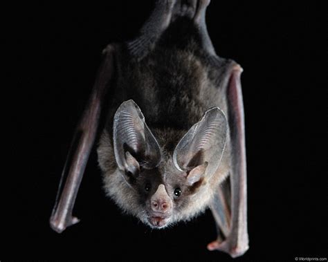 roberto bruce: Latest Bat Flying Animal Wallpapers Download For Free