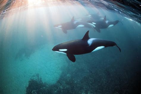 Freediving With Orca Whales Adventure Video and Photos