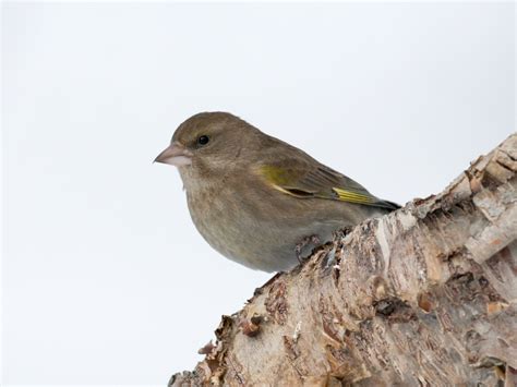 European Greenfinch - eBird