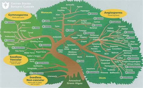 Assembling, Visualizing and Analyzing a Tree of All Life- All Images | NSF - National Science ...