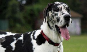 Harlequin Dog Breeds – Dog Guide Reviews