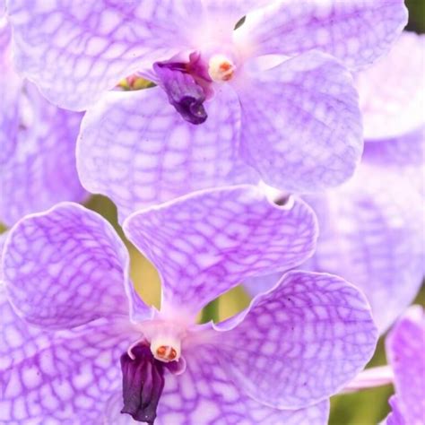 Vanda Orchids Care And Grow Guide - Orchid Resource Center