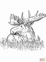 Elk Coloring Pages sketch template