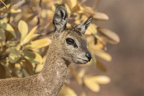 Klipspringer | Saltarrocas, Klipspringer, Oreotragus oreotra… | Flickr