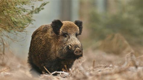 Wild boar reintroduction & conservation | Rewilding Britain