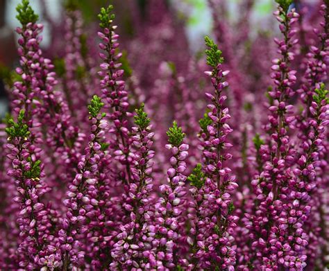 Summer Flowering Heathers - Calluna Vulgaris Plants - Hopes Grove Nsy