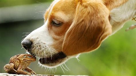 Cane Toads and Dogs - Jordan Dog Training