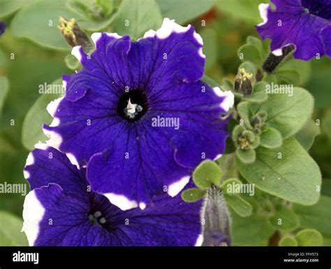 Edges flowers hi-res stock photography and images - Alamy