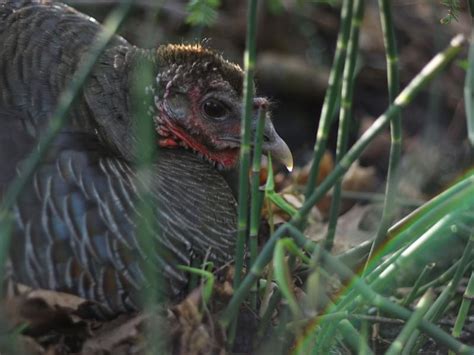 Wild Turkey Nesting (Behavior, Eggs + Location) | Birdfact