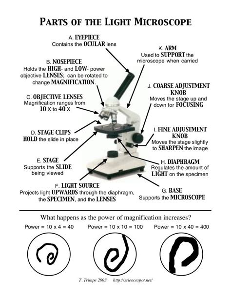 Microscope Parts And Functions Worksheets