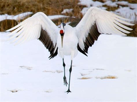 Red-crowned Crane Wallpapers - Top Free Red-crowned Crane Backgrounds - WallpaperAccess