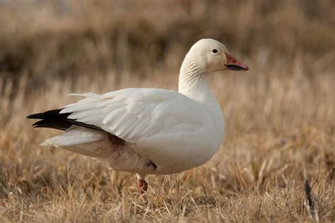 Snow Goose: Migratory Bird with Unique Color Morphs