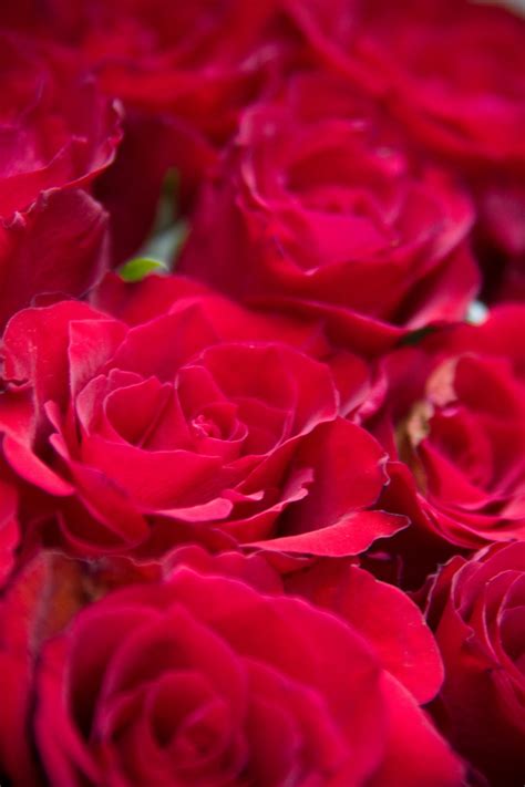 Roses Free Stock Photo - Public Domain Pictures