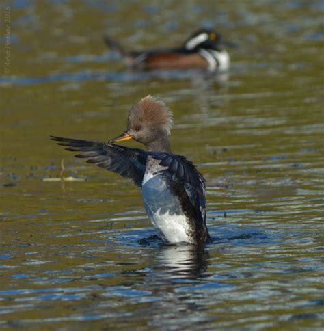 Canadian Geographic Photo Club - Female Hooded Merganser