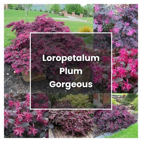 How to Grow Loropetalum Plum Gorgeous - Plant Care & Tips | NorwichGardener