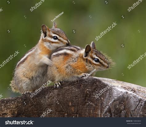 Cute Baby Chipmunks "Hugging" With Rear Chipmunk'S Forearm Showing ...