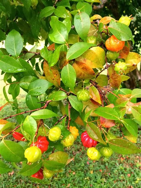 Fruit Salad Recipe Tree with Ice Cream Decoration Ideas with Whipped Cream Bowl Sweets with ...