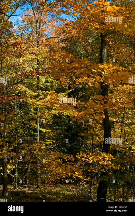 A forest in Brown County Indiana with fall foliage Stock Photo - Alamy