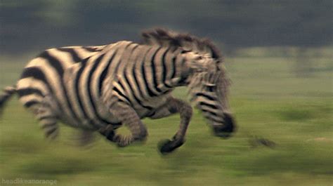 Running Zebra Animation GIFs - Find & Share on GIPHY