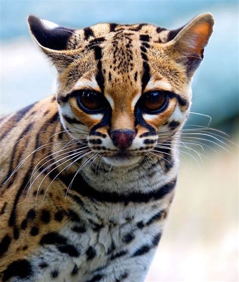 Margay – cat with gorgeous eyes | DinoAnimals.com