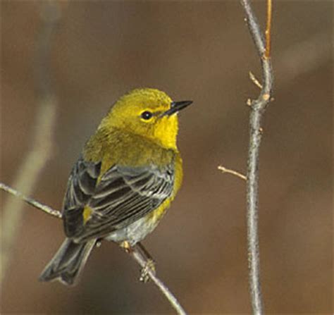 Pine Warbler - Photo, facts, and identification tips