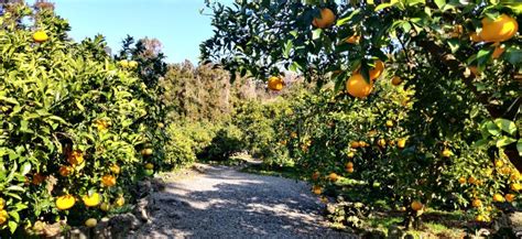 Tangerine Orange Farm in Jeju Island Stock Image - Image of citrus ...