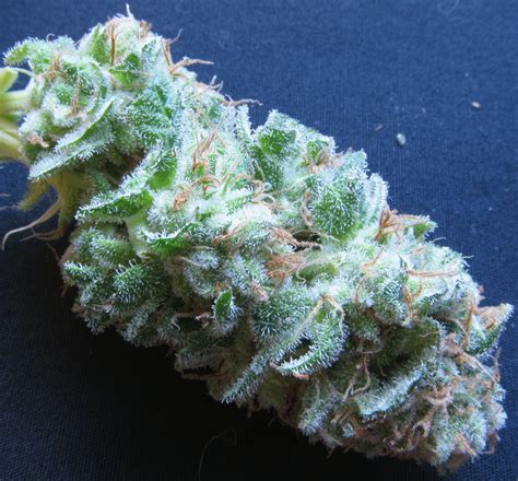 Serious seeds Bubble Gum | Grasscity Forums - The #1 Marijuana ...