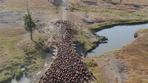 Drones for mustering improves safety and efficiency on rural properties ...