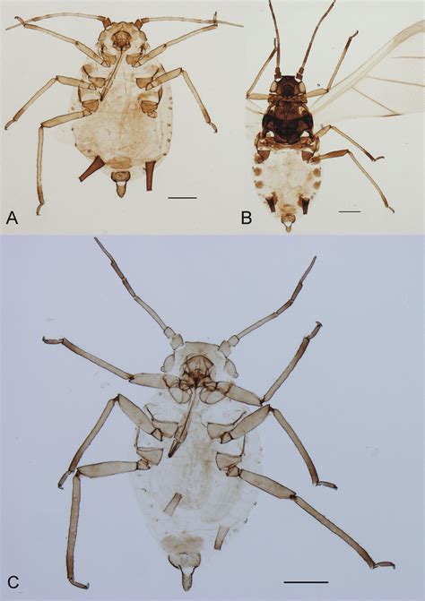 -A-B, Aphis mulguraeae Nieto Nafría & Mier Durante, sp. n.; C, Aphis ...