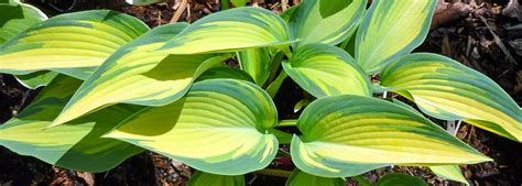 Hosta Plant Care - Port Kells Nurseries