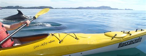 Bay of Islands Kayaking - Guided Kayak Tours & Hire