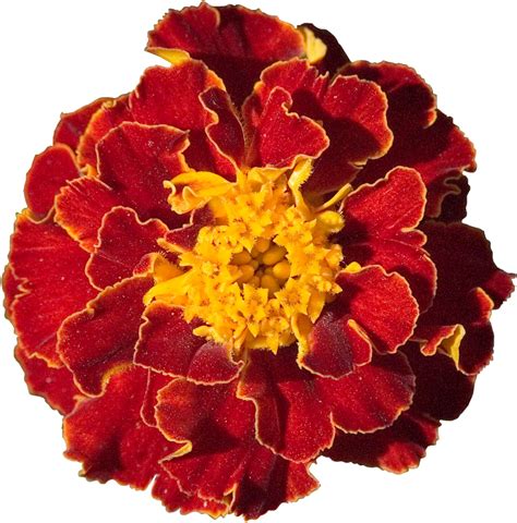 Marigold Cut flowers Desktop Wallpaper Garden - marigold png download ...