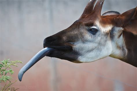 long tongue - Animal & Insect Photos - Kevin Williams Photoblog