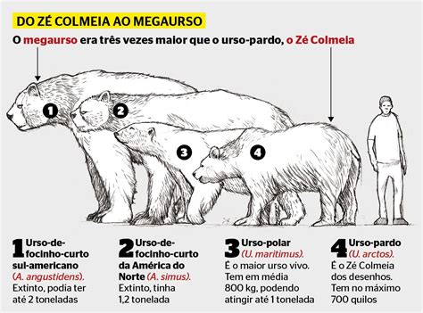 Comparison between Arctotherium, Arctodus, Polar bear, Brown bear, and ...