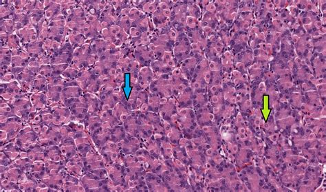 Stomach Histology Parietal Cells