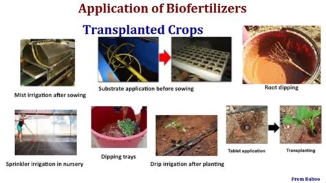 What is the recommended dose for liquid biofertilizers in spice crops and method of application ...