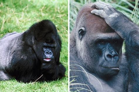 gorilla_species | Gorilla Facts and Information