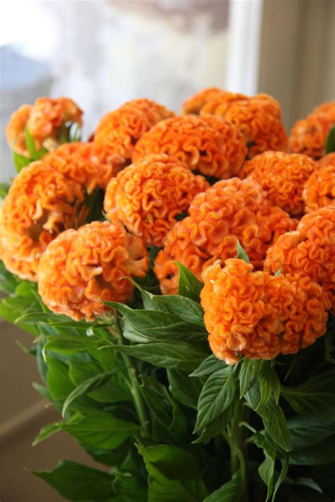 Celosia Orange queen | Jardim de hortênsia, Belas flores, Jardins de casa de campo