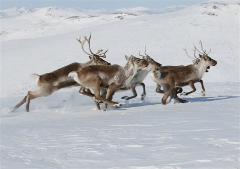 A warming Arctic is changing animal migrations, decades of tracking shows