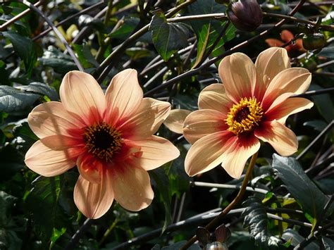 Garden Dahlia Orange Reddish - Free photo on Pixabay