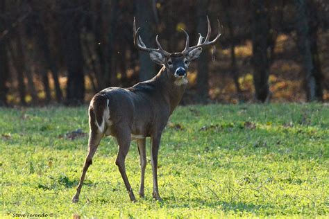 "Natural World" Through My Camera: A Buck With A History