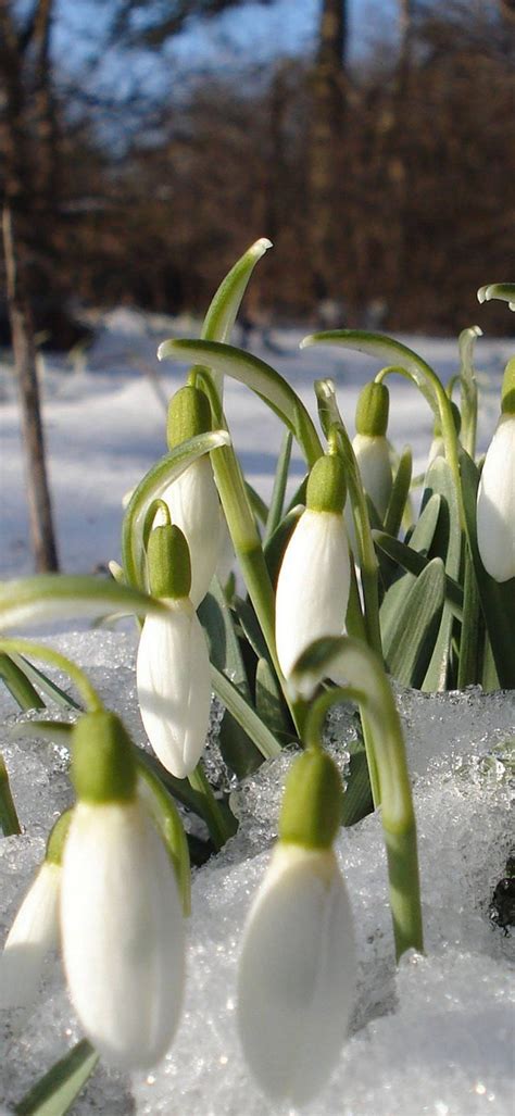 Snowdrops Spring Flowers - [1080x2340]