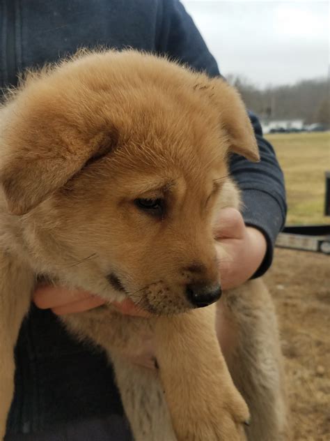 East European Shepherd Puppies For Sale | Ohio Drive, Jackson Township ...