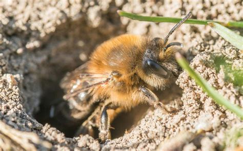 Do Carpenter Bees Build Nests Underground? | Best Bee Brothers