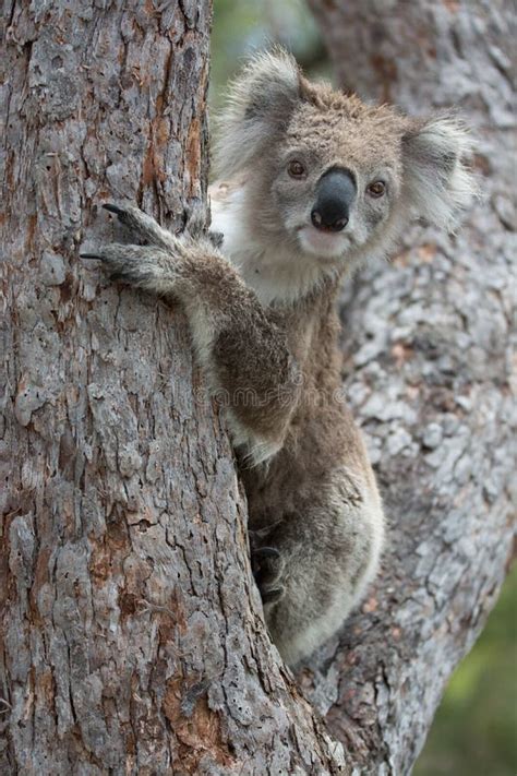 Funny Koala Bear Showing His Tongue Stock Image - Image of closeup ...