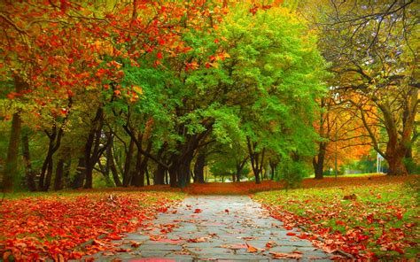 🔥 [188+] Fall Trees Backgrounds | WallpaperSafari