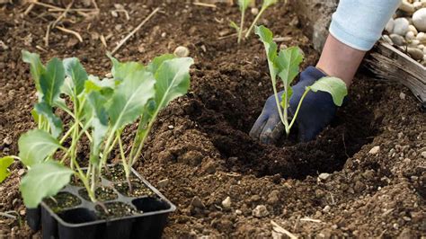 Cauliflower Plant Spacing: Boosting Your Homegrown Yield